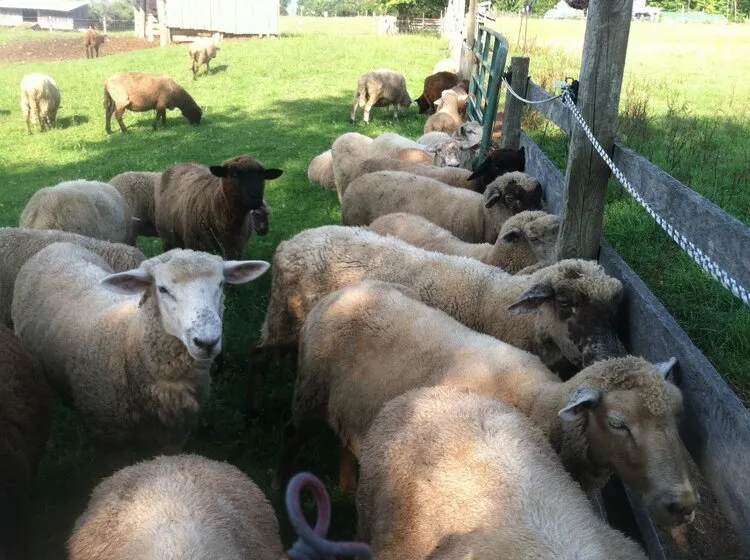 Crossbreed Mill Spun Yarn - Natural Color (NY)