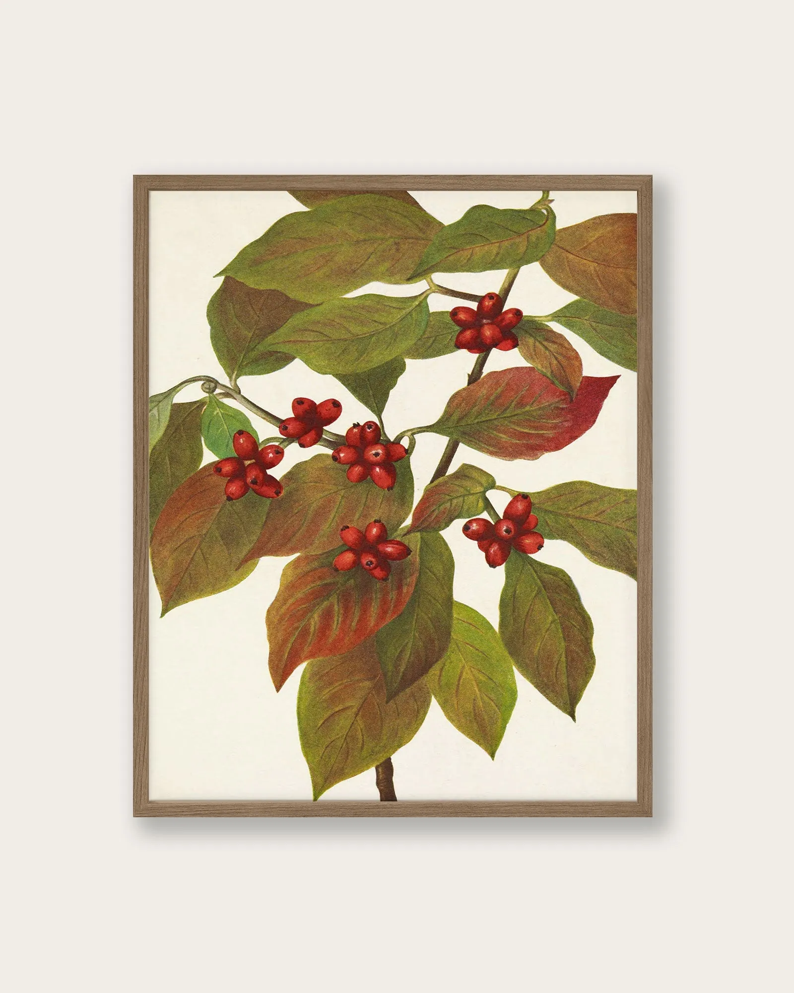 "Flowering Dogwood" Art Print