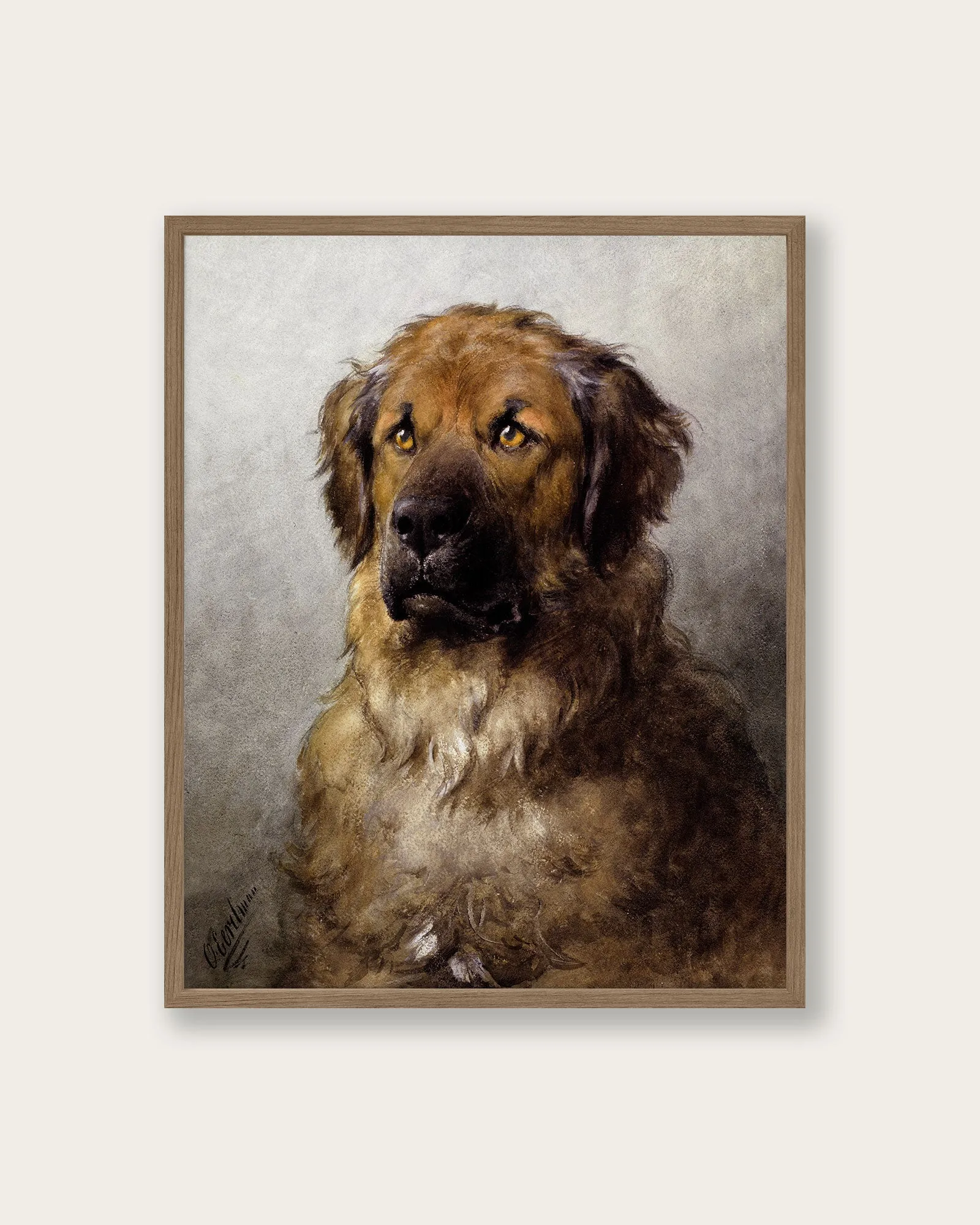 "Head of a Leonberger" Art Print