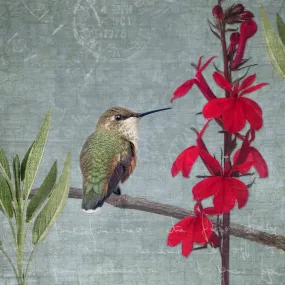 RUFOUS HUMMINGBIRD - Fine Art Print, Garden Birds Series