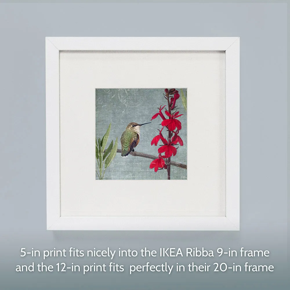 RUFOUS HUMMINGBIRD - Fine Art Print, Garden Birds Series